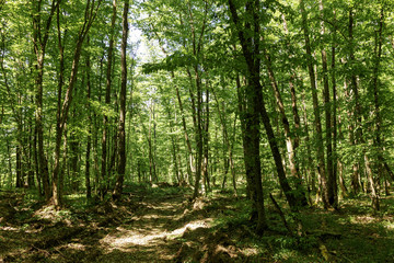 Fototapeta premium The awakening of nature in spring, the parks,the woods ,the young foliage.