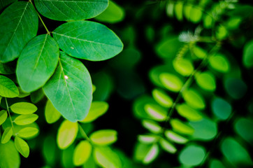 young green leaves of acacia tree close up