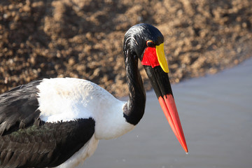 Sattelstorch / Saddle-billed Stork / Ephippiorhynchus senegalensis..