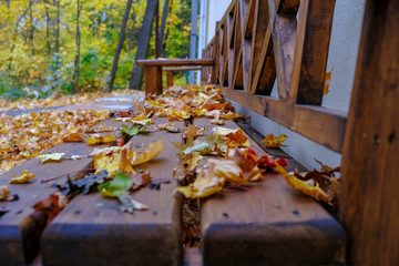 autumn and leaves in the park