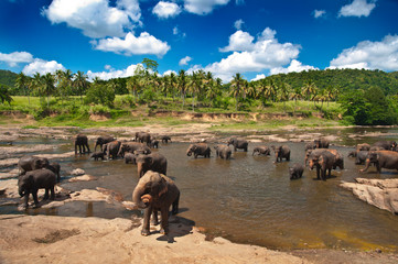 Fototapeta na wymiar Elephant herd bathing in a river