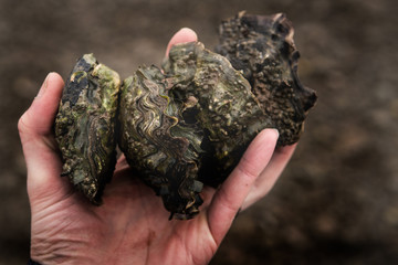 A man's hand holding freshly foraged oysters