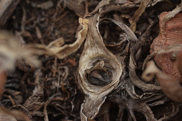 Macro roots