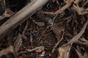 Dark roots