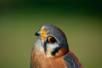 Southeastern American Kestrel