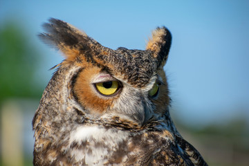 Great Horned Owl