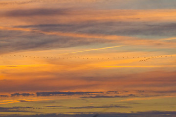 Kranichzug am Abendhimmel 