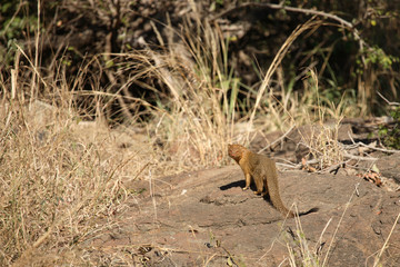 Schlankmanguste / Slender mongoose / Galerella sanguinea