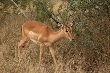 Schwarzfersenantilope / Impala / Aepyceros melampus