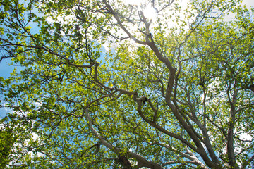 Treetops framing the sunny blue sky