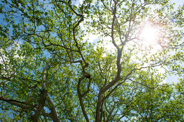 Treetops framing the sunny blue sky