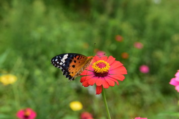 Chinese Tibet Gesang flower