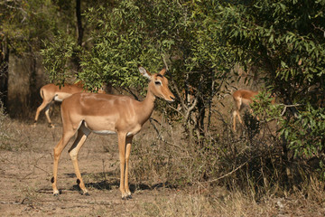Schwarzfersenantilope / Impala / Aepyceros melampus