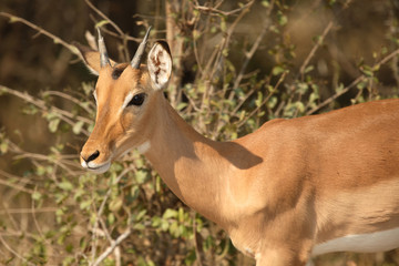 Schwarzfersenantilope / Impala / Aepyceros melampus