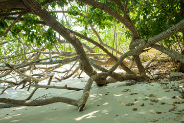 Twisted tree branches on the coast in low tide time in the ocean. Tropical island with white sand and plants. Wild beach.