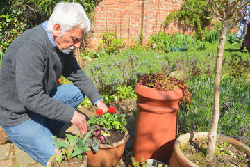 Gardening. Mature man planting and caring for plants in garden