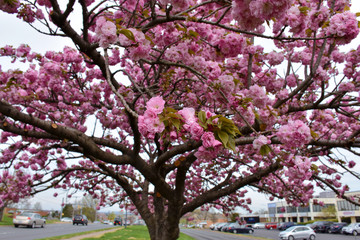 Cherry blossom in the city