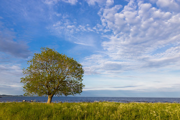 Fototapeta premium A lonely tree on a baltic sea coast, Scania county, Sweden. Springtime