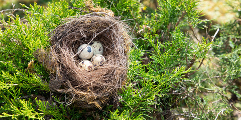four bird eggs in a nest spring in pine tree