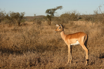Schwarzfersenantilope / Impala / Aepyceros melampus