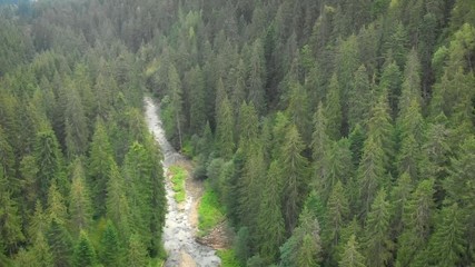 Aerial View of River through Ukrainian Forest Wilderness