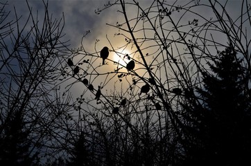 sunset with birds on a branch