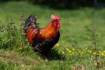 Beautiful cockerel in a green field with orange feathers shining in the sun