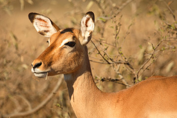 Schwarzfersenantilope / Impala / Aepyceros melampus