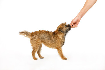 small dog learns to execute commands for food