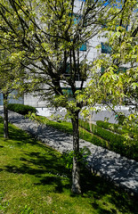 trees in the urban forest