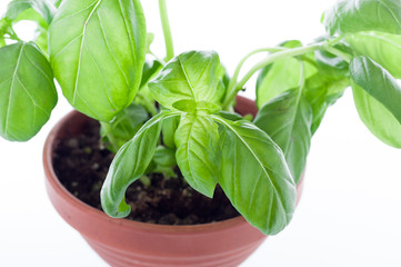 Basil leaves. View of basil leaves at close range.