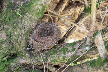 Empty nest on the branch tree on garden park
