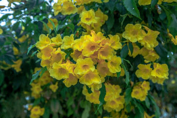 Yellow tropical flowers. Jungle plants. Fresh lush inflorescences in green foliage.