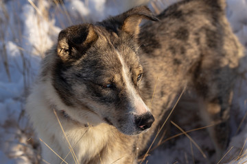 The alpha male of the Australian Shepherd  dominates the winter forest. The predator controls its...