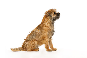 small dog learns to execute commands for food