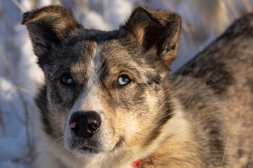 The alpha male of the Australian Shepherd  dominates the winter forest. The predator controls its...
