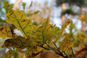 Autumn oak leaves on the tree