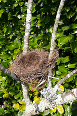 Naklejka na ściany i meble empty bird nest on tree in home garden