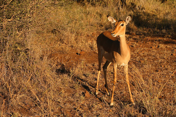Schwarzfersenantilope / Impala / Aepyceros melampus