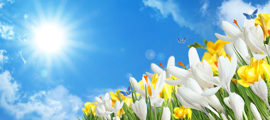 Beautiful spring crocus flowers and flying butterflies against blue sky, space for text
