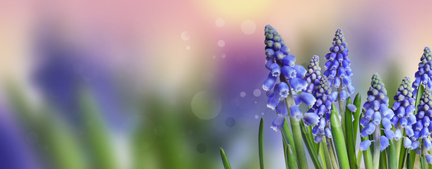 Obraz premium Beautiful spring muscari flowers on white background