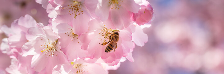 biene im frühling