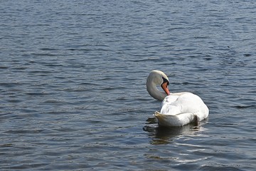 Białe łabędzie © Iwona