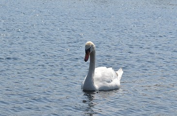 Białe łabędzie © Iwona