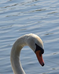 Białe łabędzie © Iwona