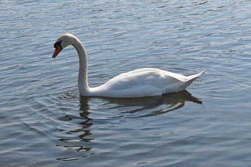 Białe łabędzie © Iwona