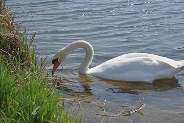 Białe łabędzie © Iwona