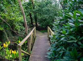 Fototapeta premium a wooden path in the forest, Japanese style garden