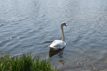 Białe łabędzie © Iwona