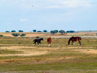 Brown horses and a black colt in the dehesa in Salamanca (Spain). Ecological extensive livestock concept.